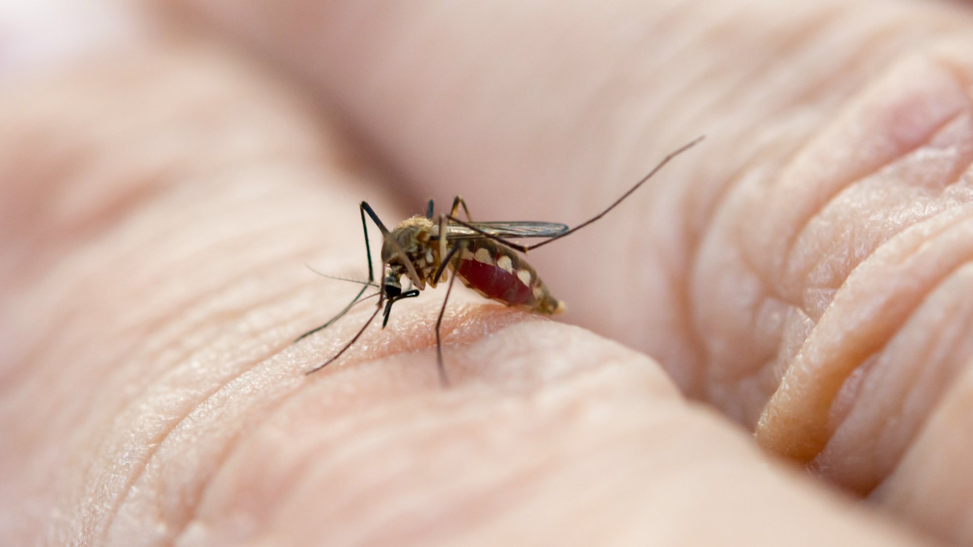 Per què els mosquits piquen unes persones i d'altres no? Això és el que en diu la ciència