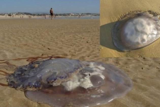 medusa rhizostoma luteum hallada recientemente en una playa de cadiz 1 1000x575 medusa rhizostoma luteum hallada recientemente en una playa de cadiz 1 1000x575