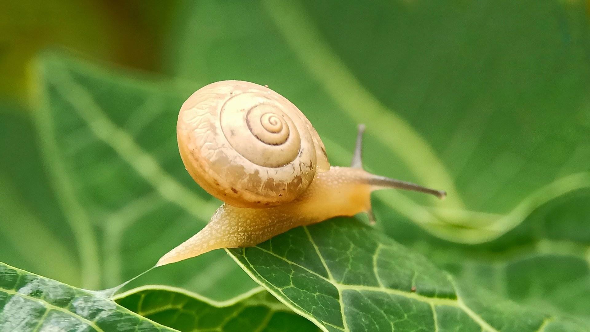 Protege tus cosechas con estas plantas repelentes de caracoles y babosas
