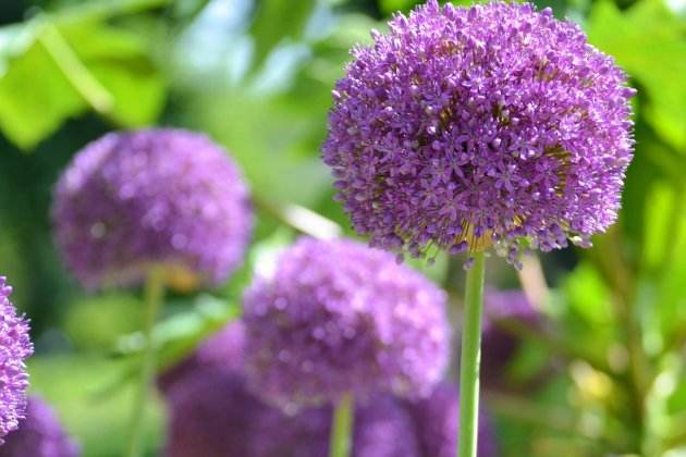 plantas repelentes de caracoles allium plantas repelentes de caracoles allium