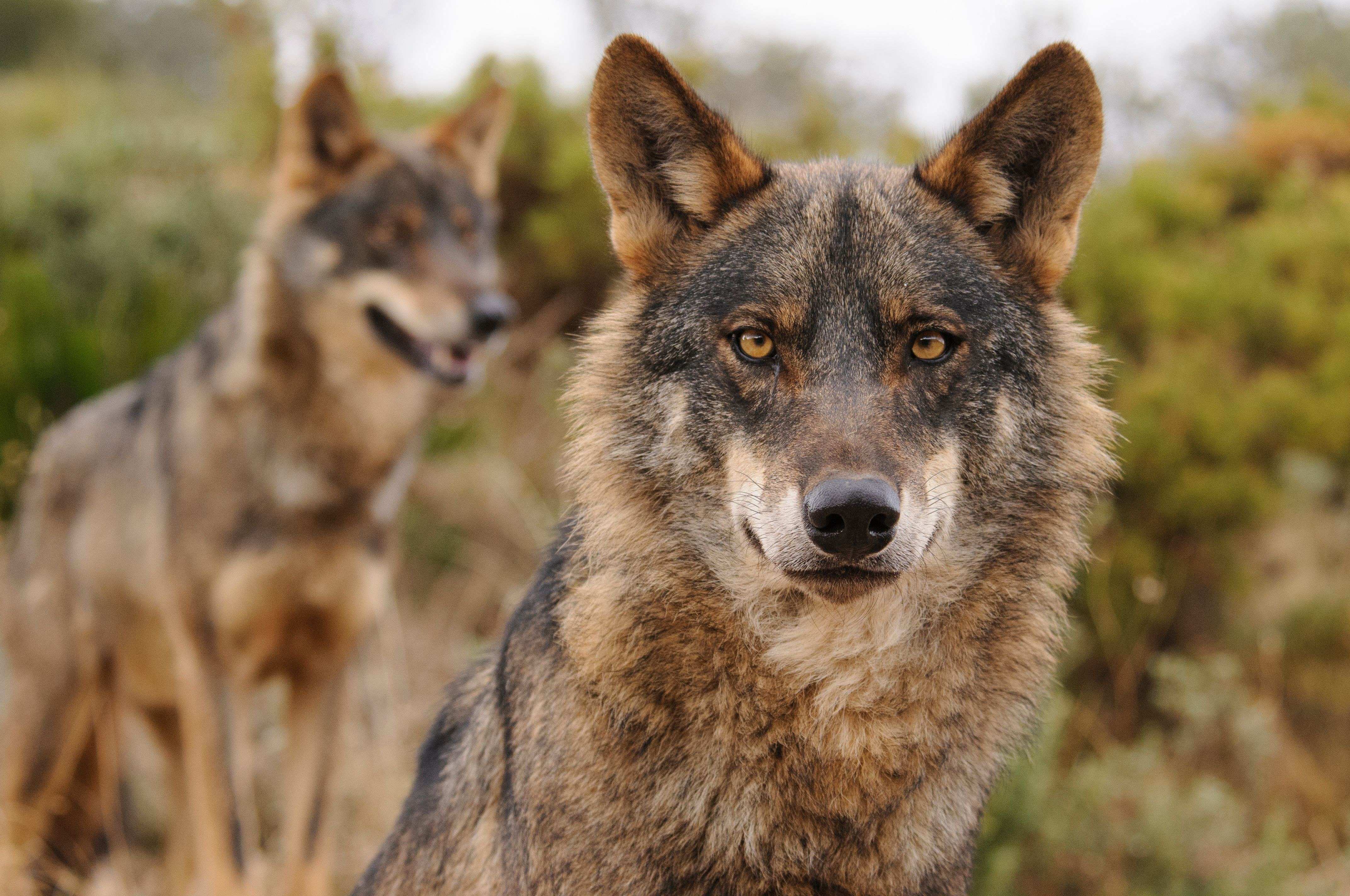 Bruselas plantea rebajar la protección del lobo