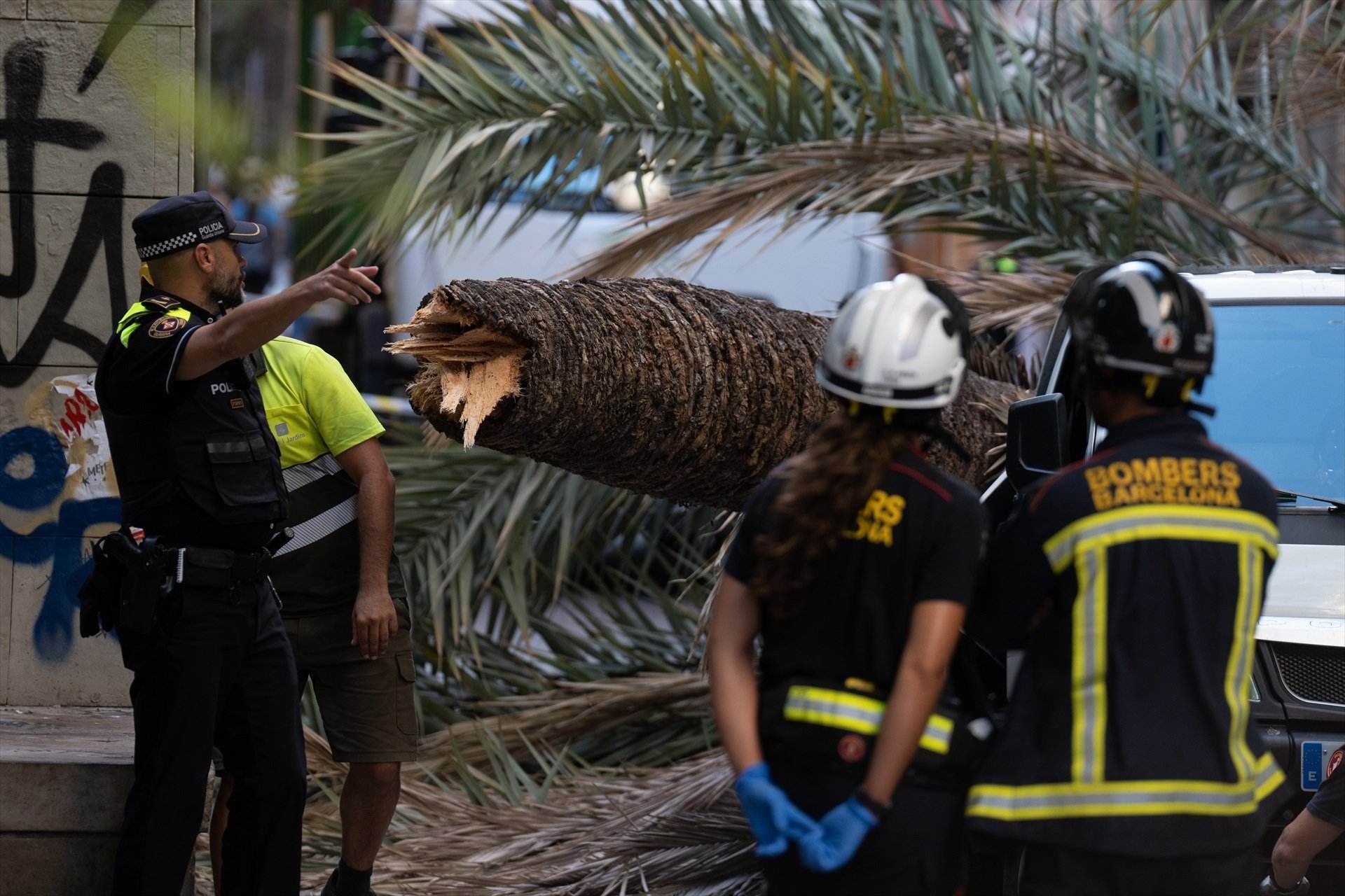 La Sindicatura de Greuges de Barcelona obre una actuació d'ofici per la palmera del Raval