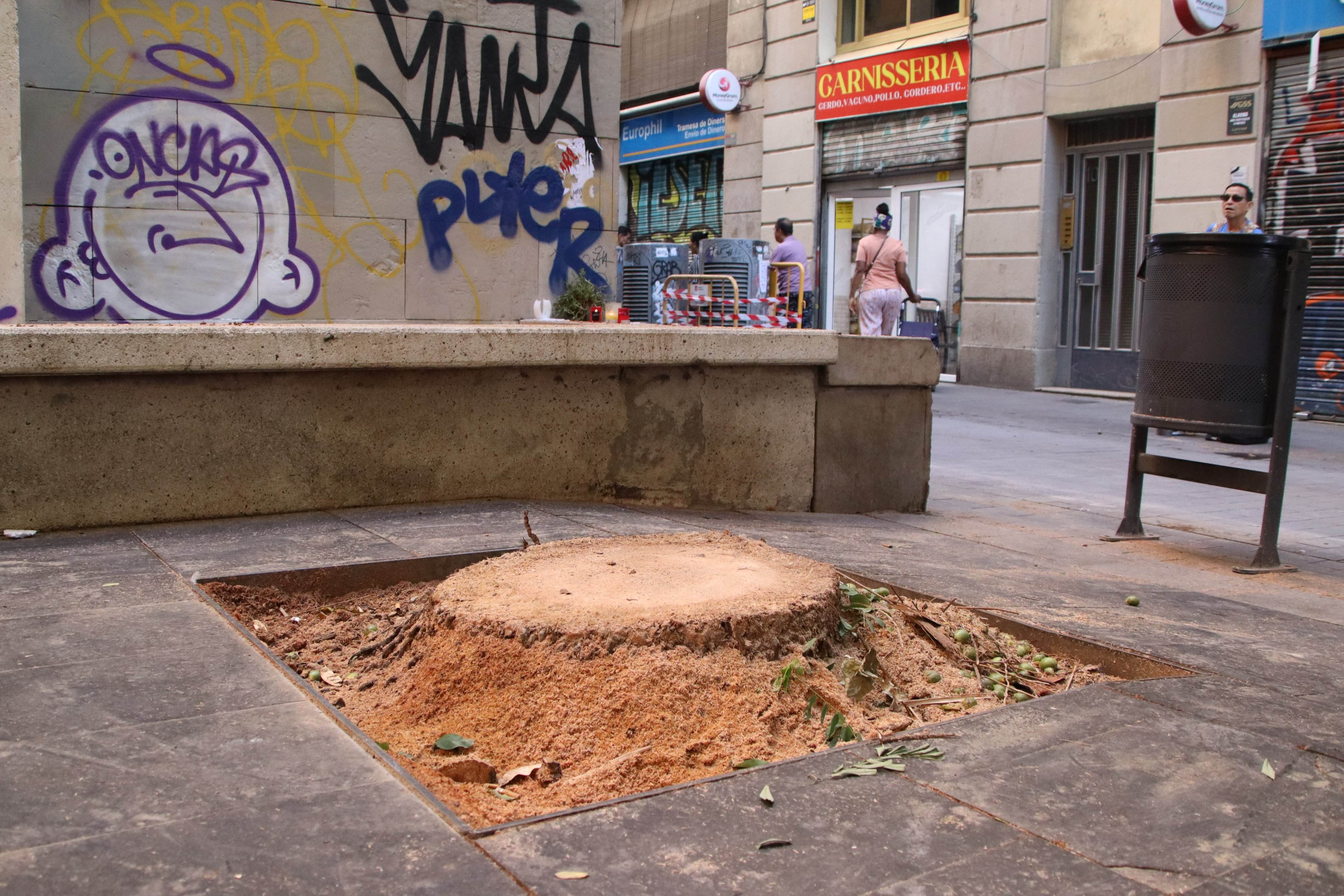 Trias per BCN reclama revisar los protocolos de mantenimiento del arbolado porque "no funcionan"