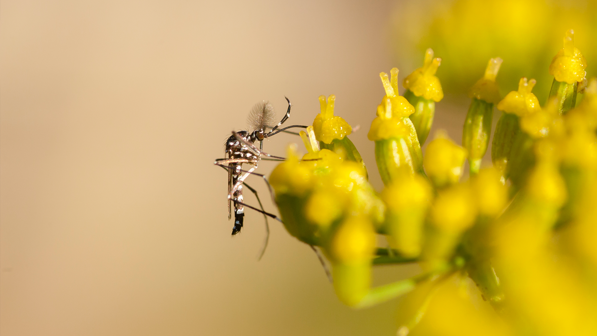 On s'amaguen els mosquits tigre? Tots els llocs que has de revisar perquè no t'envaeixin