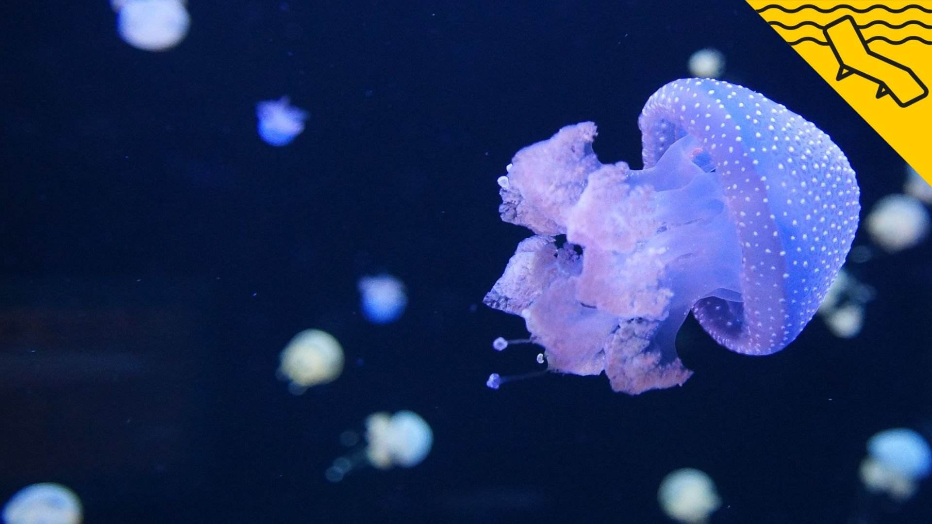 Los 5 tipos de medusas que puedes encontrar en las playas de Cataluña: No todas pican igual