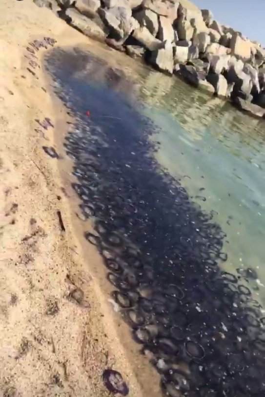 Medusas Vilassar de Mar AGO