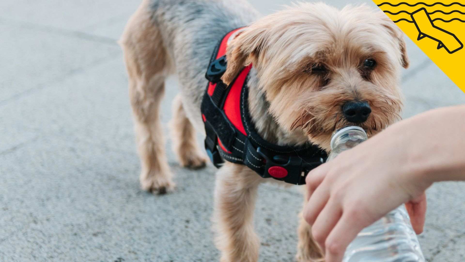 Com saber si la teva mascota té massa calor? Signes d'alarma en gossos i gats