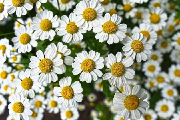 chamomile chamomile