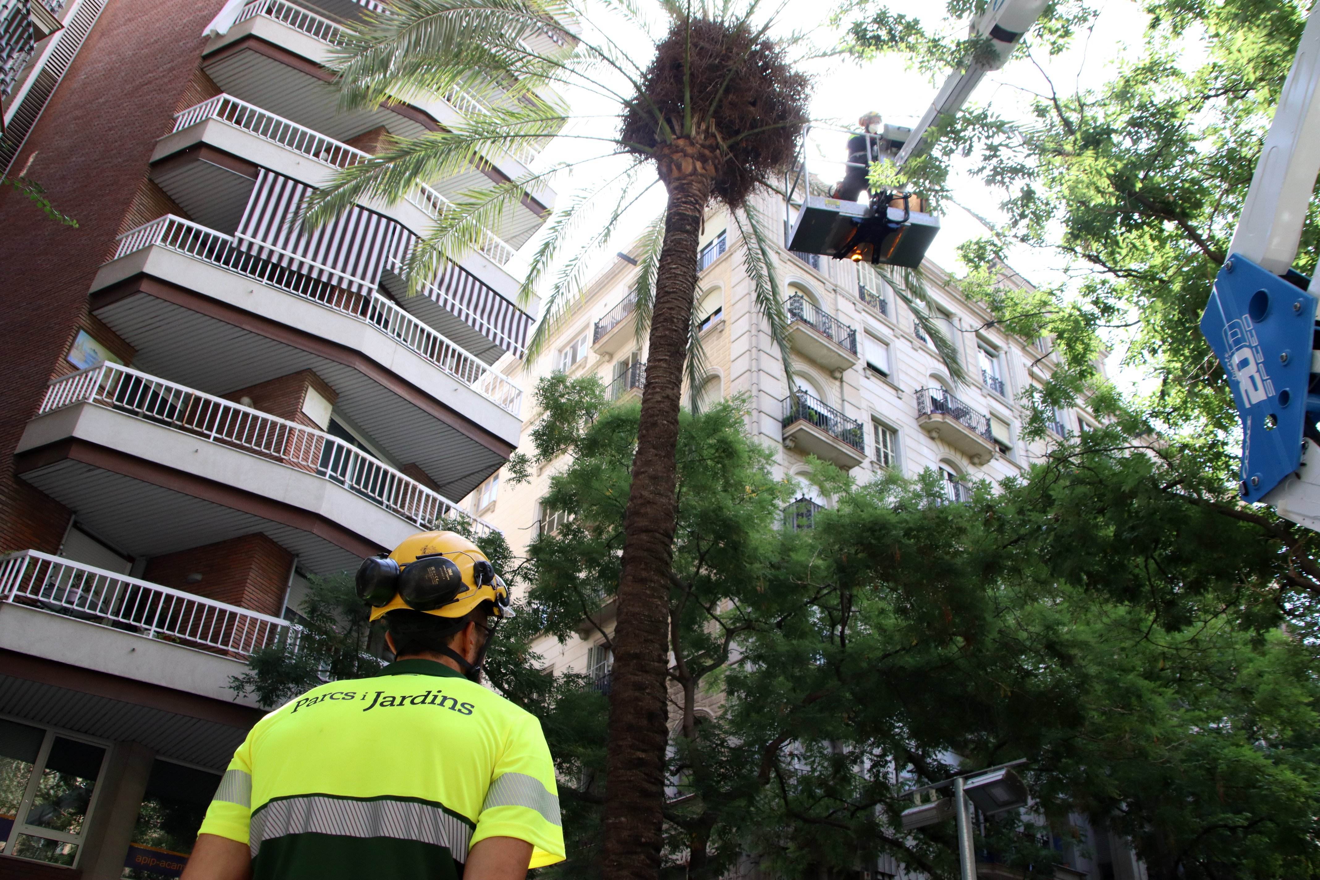 ERC reclama a Collboni explicacions sobre l’estat dels arbres i palmeres de Barcelona