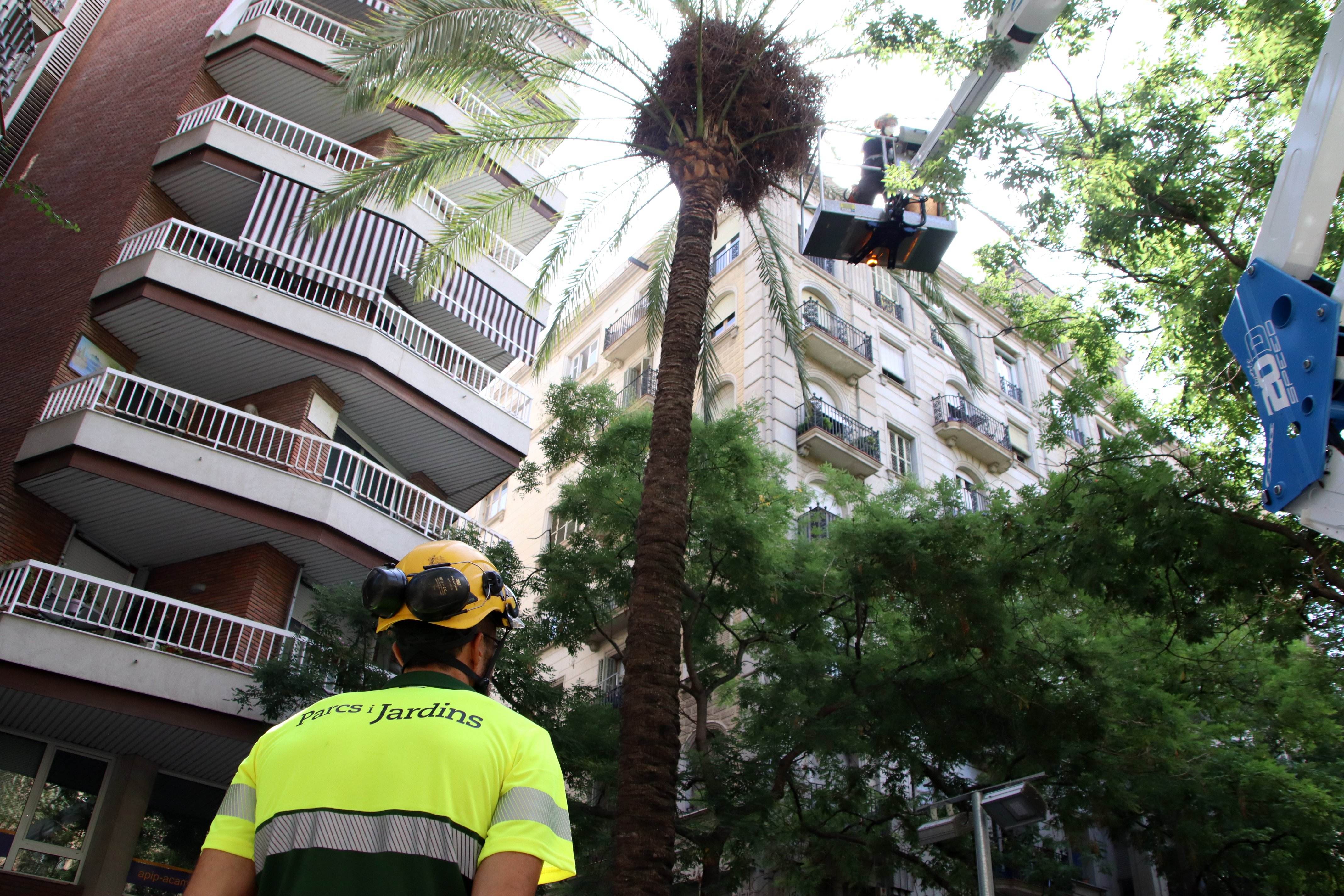 ERC reclama a Collboni explicaciones sobre el estado de los árboles y palmeras de Barcelona