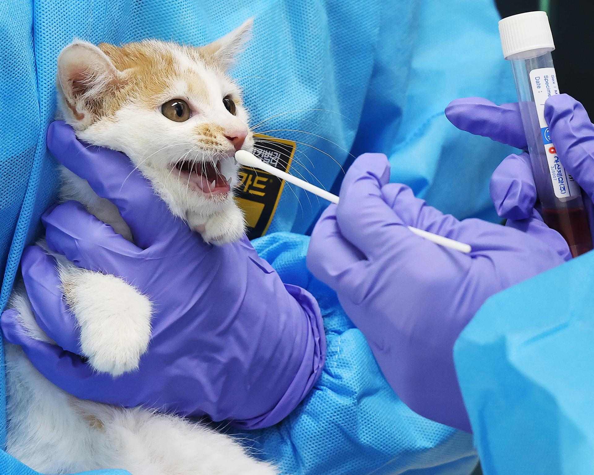 Brot de coronavirus entre els gats de Xipre: milers de felins moren a l'illa