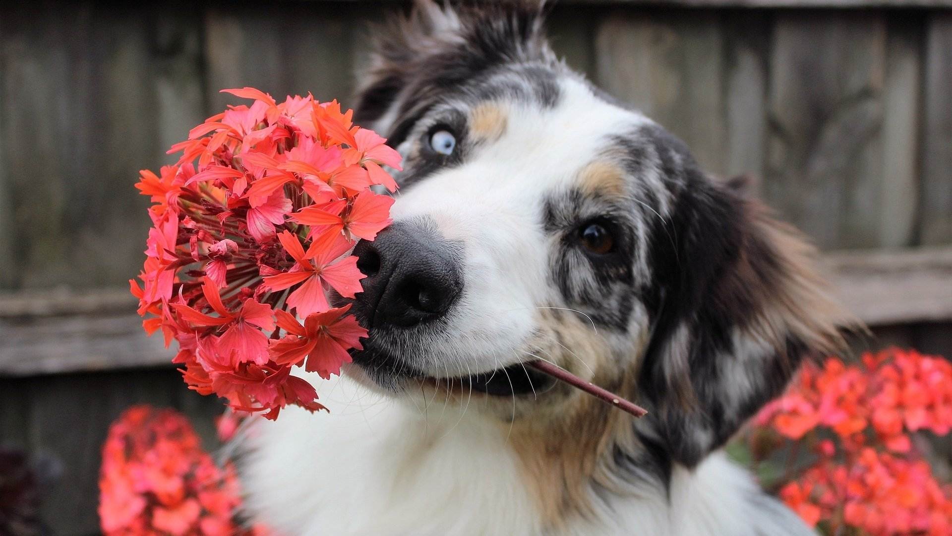 Estas plantas son peligrosas para perros y gatos, ¡cuidado con tus mascotas!