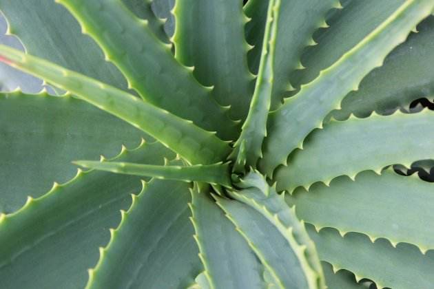 plantes perilloses per a gossos i gats àloe vera plantes perilloses per a gossos i gats àloe vera