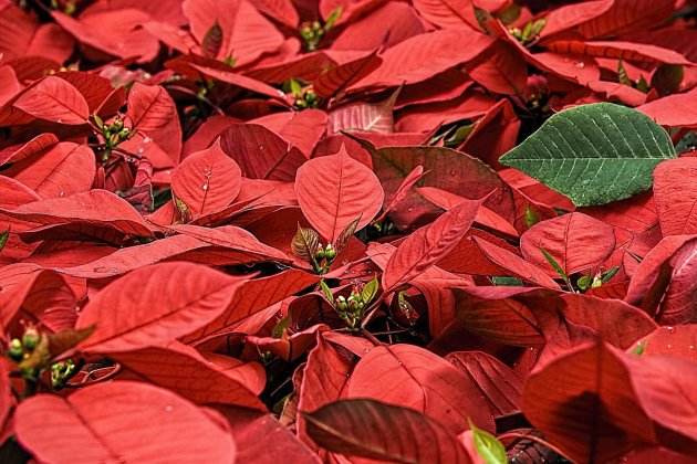 plantes perilloses per a gossos i gats poinsetia plantes perilloses per a gossos i gats poinsetia
