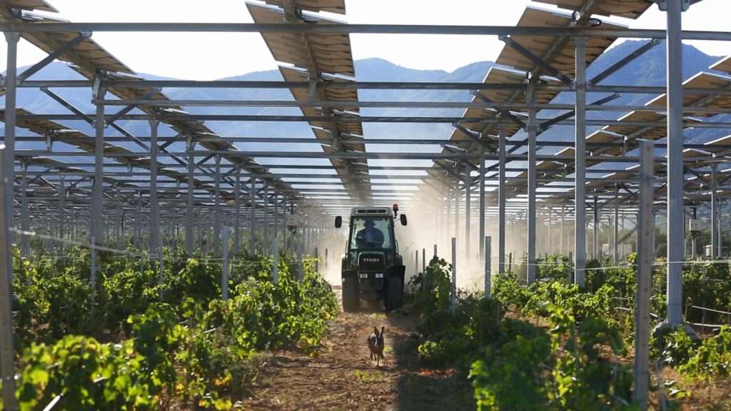 El canvi climàtic afecta les vinyes, però ja hi ha qui treballa per solucionar-lo