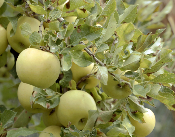 manzana1 manzana1
