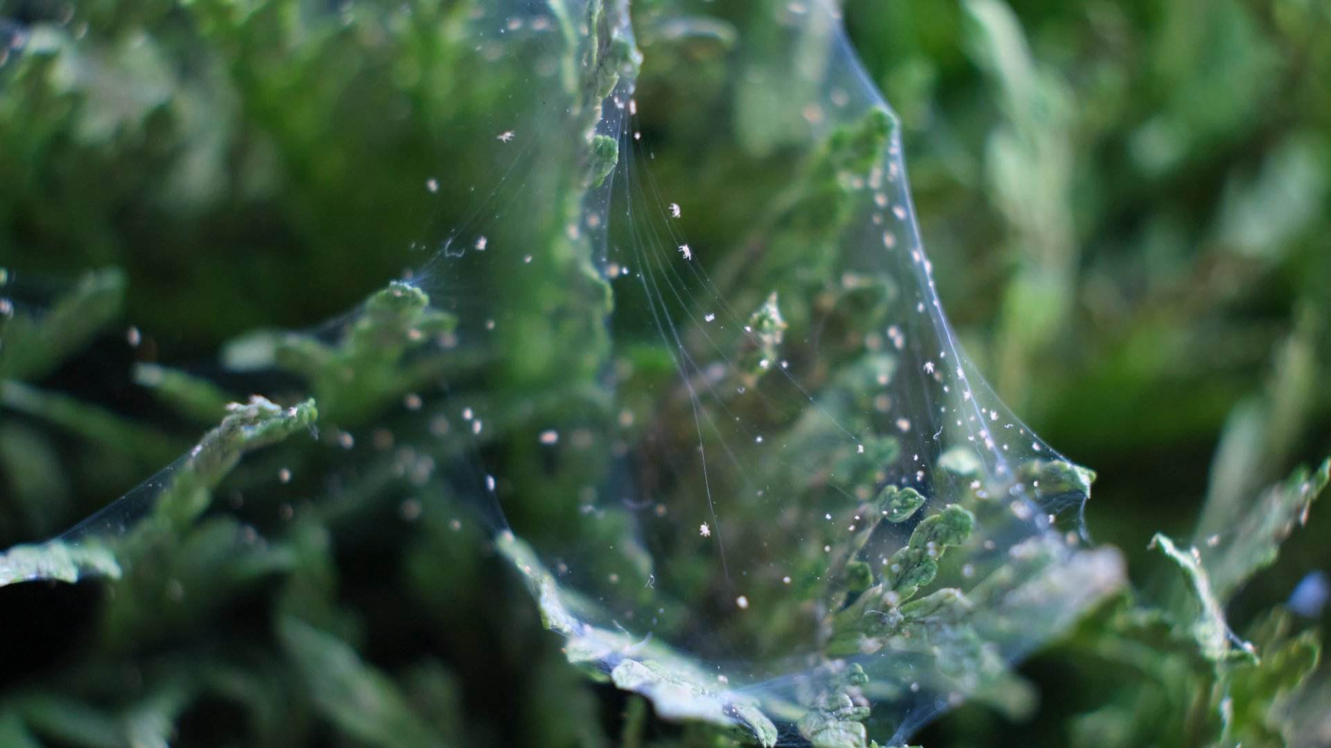 Cómo acabar con la araña roja que invade tu huerto: mis métodos caseros