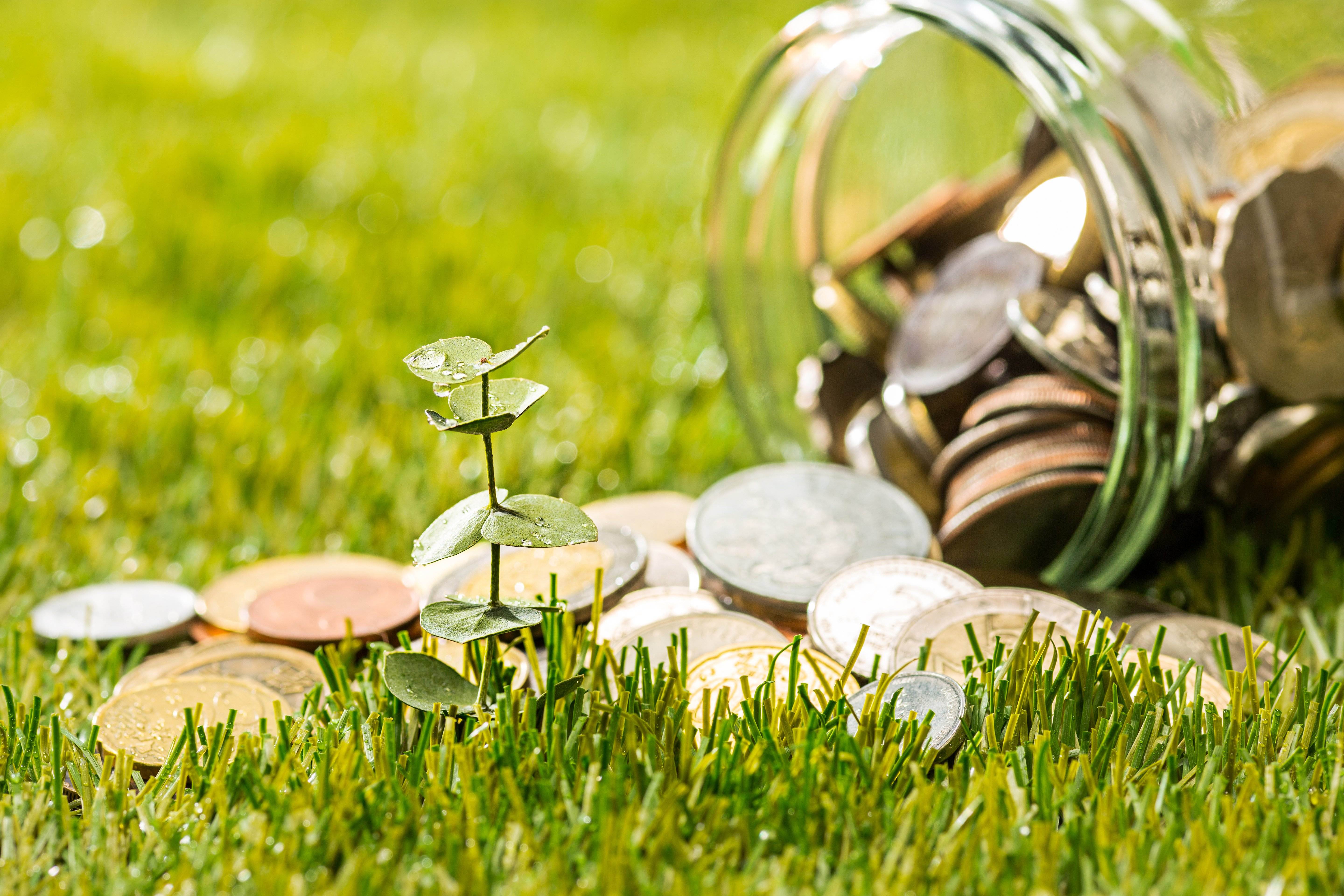 plant growing coins glass jar money green grass