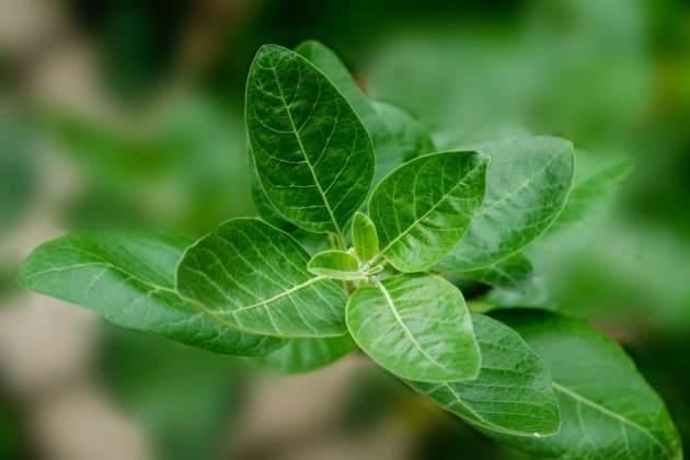 Ashwagandha Ashwagandha