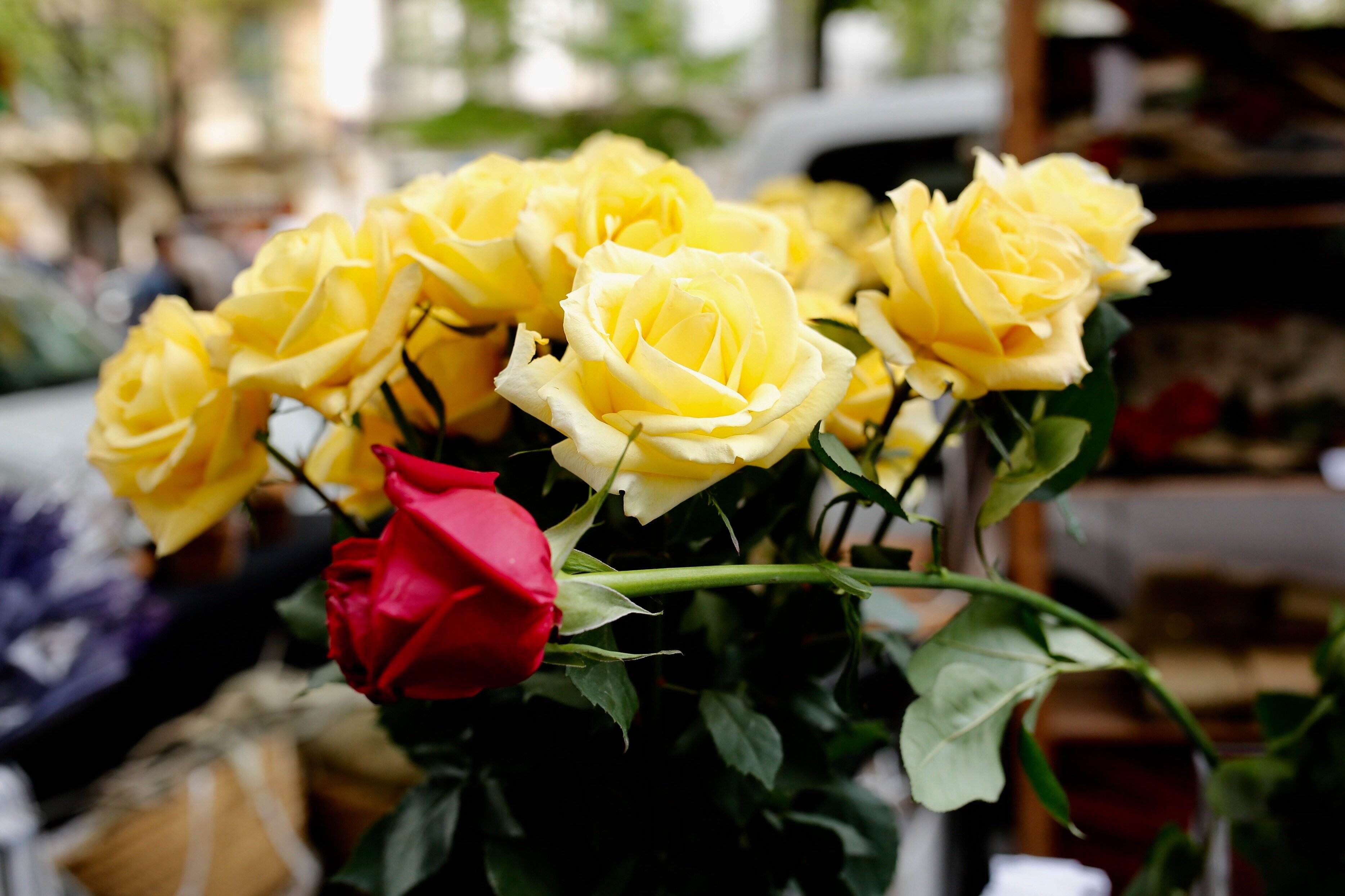 ¿Qué rosa de Sant Jordi tengo que regalar? El significado de cada color
