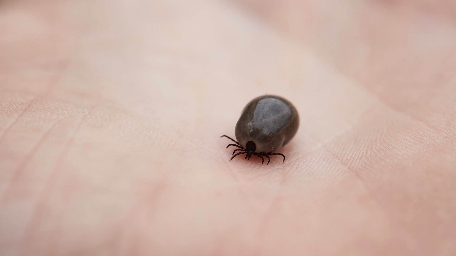 4 plantas repelentes de garrapatas para que nadie le chupe la sangre a tus mascotas