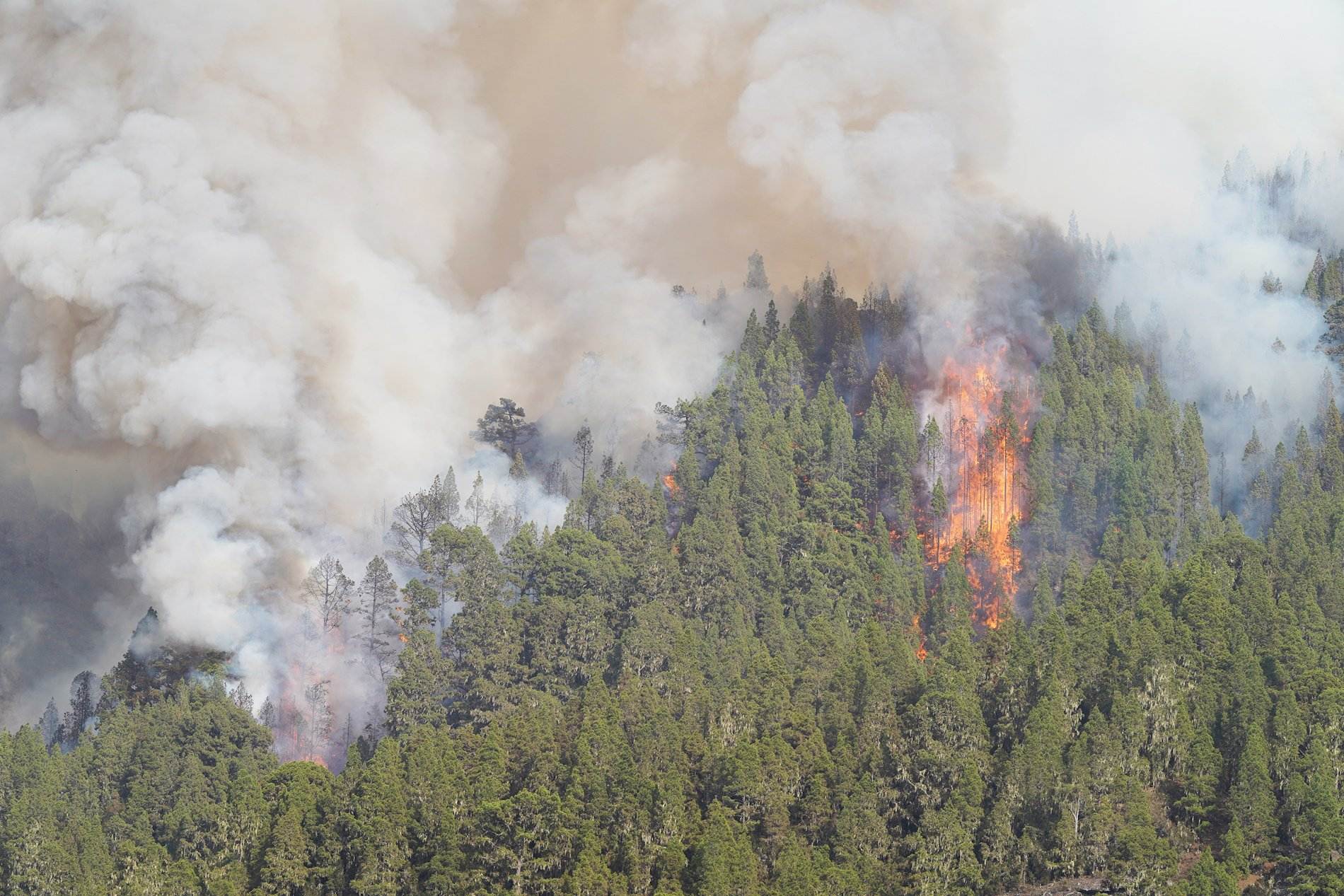 El incendio de Tenerife, desbocado: sigue creciendo el número de personas evacuadas y de hectáreas quemadas