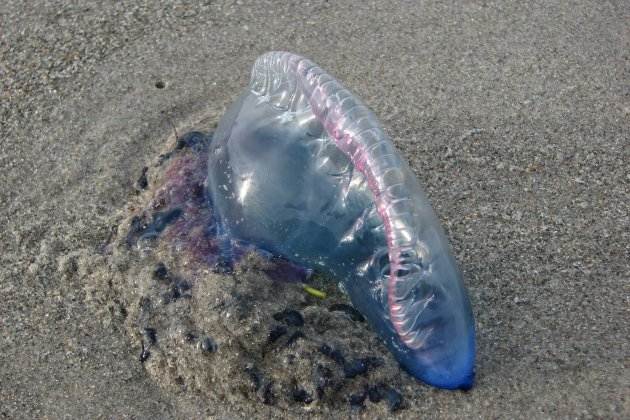 como saber si medusa es venenosa   carabela portuguesa
