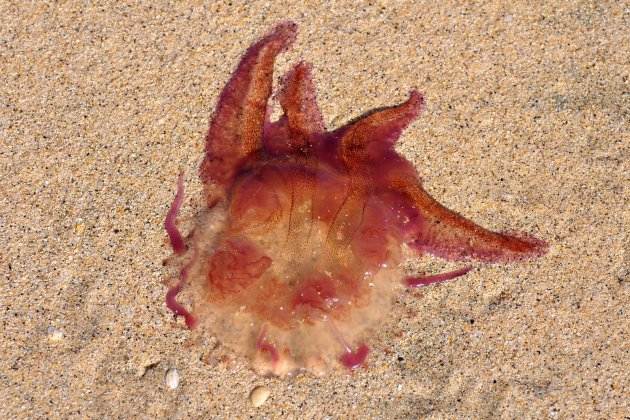 com saber si medusa és verinosa medusa clavell