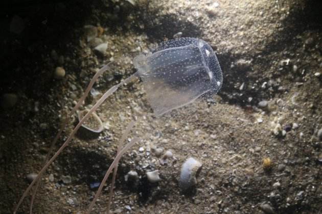 com saber si medusa és verinosa vespa de mar
