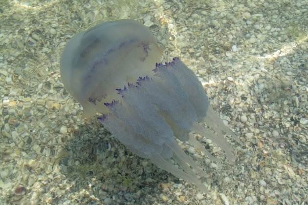 com saber si medusa és verinosa aguamala