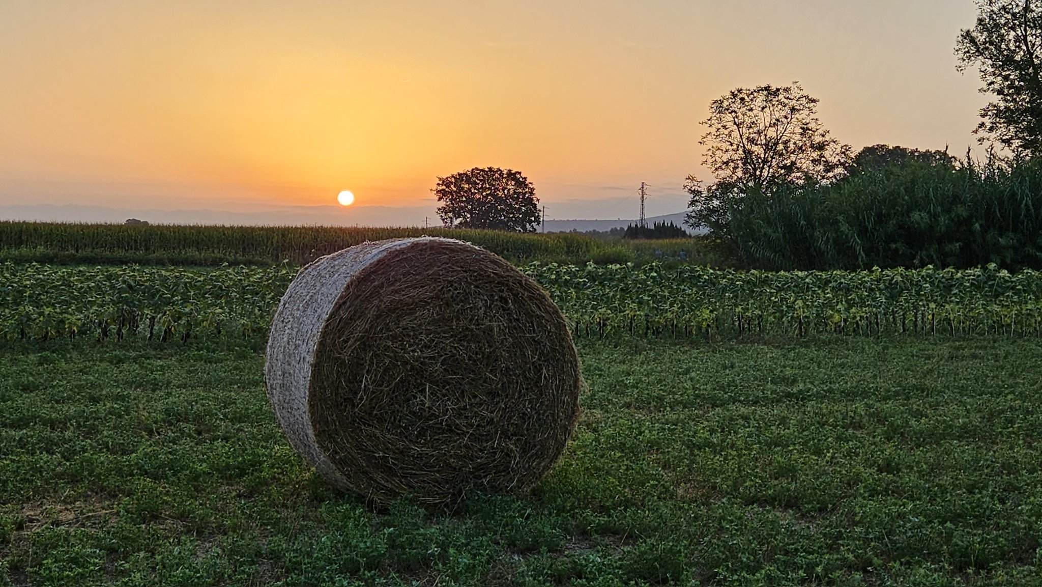 Catalunya se prepara para la ola de calor y la payesía se adapta a la sequía