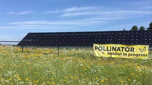 EVS Can solar energy save bees 05 EVS Can solar energy save bees 05