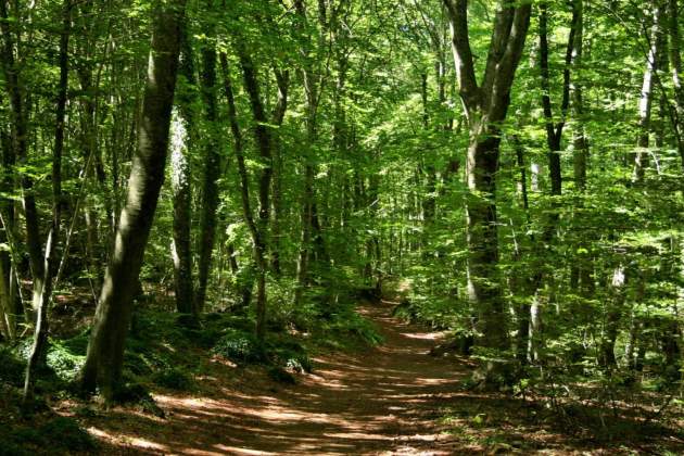 paraiso en catalunya   fageda jorda