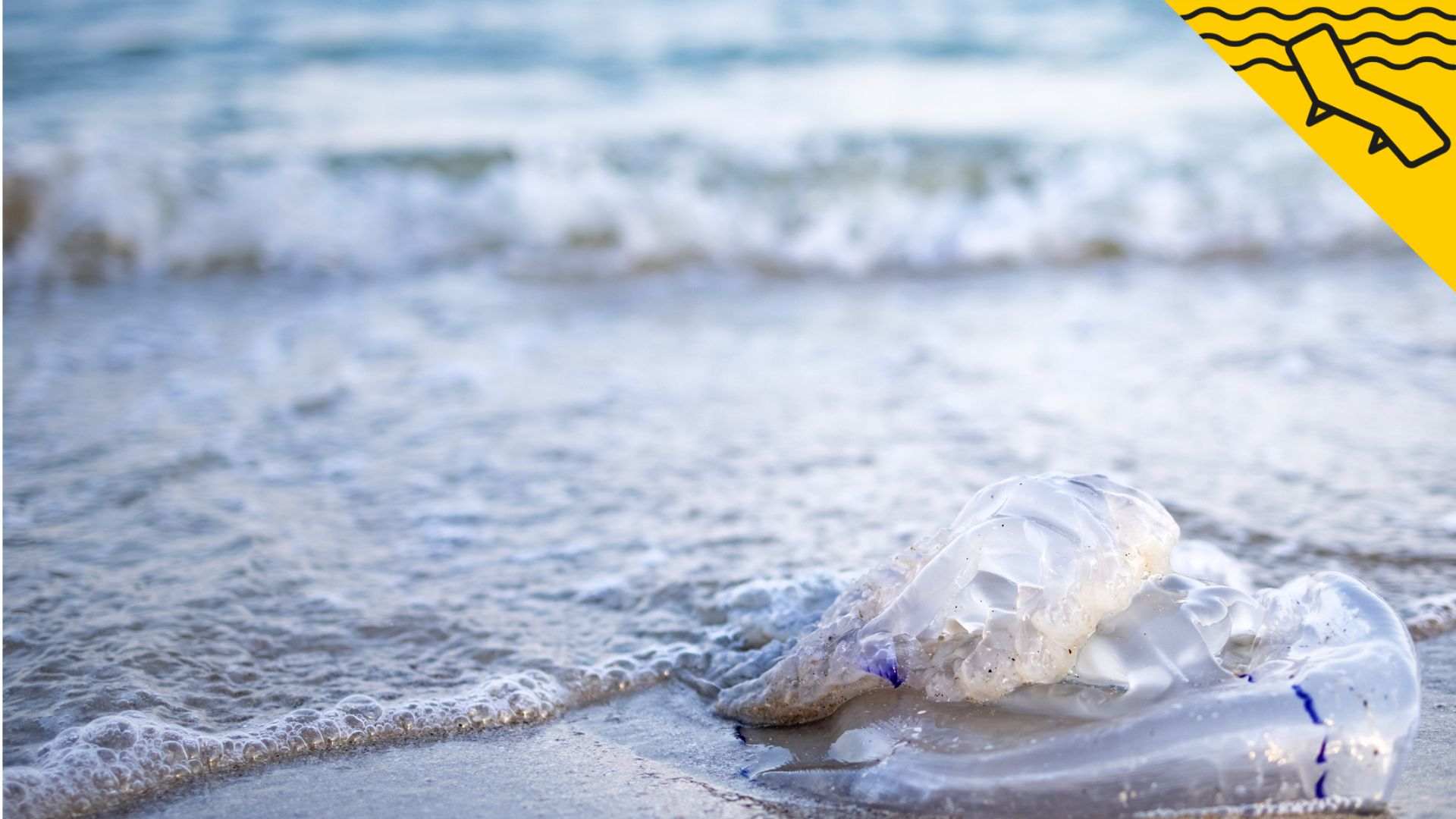 Cómo saber si una medusa es venenosa: las claves para actuar rápido