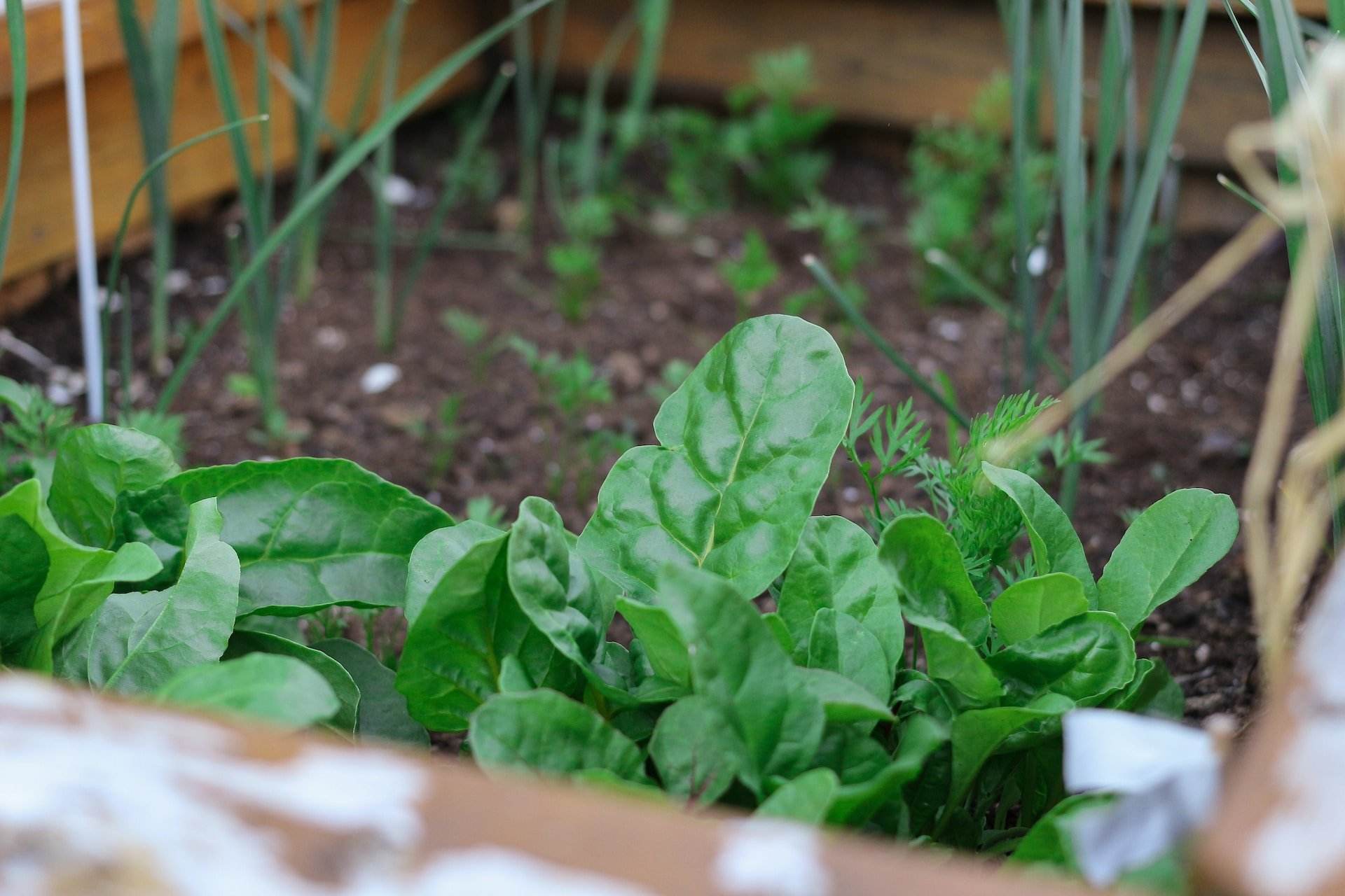 Agosto: estos son los alimentos que puedes plantar este mes