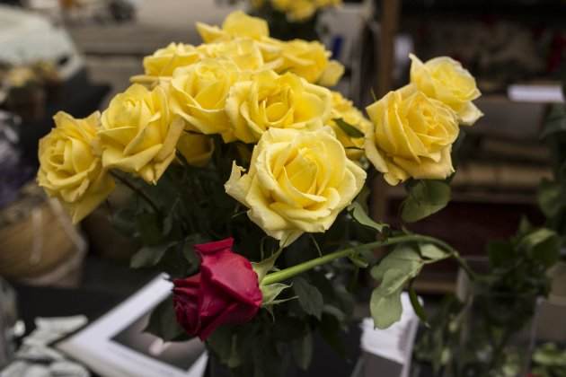 Roses grogues Sant Jordi - Sergi Alcazar