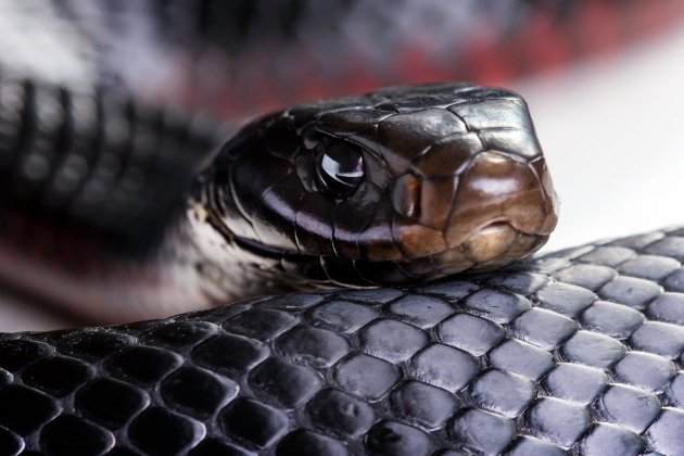 significado soñar con serpiente 2 significado soñar con serpiente 2
