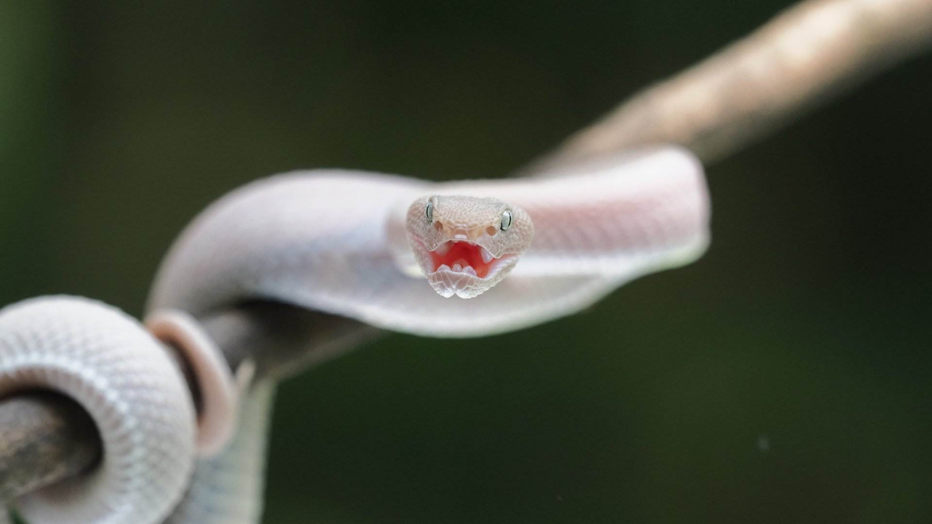 Quin significat té somiar amb una serp? T'expliquem el sentit del teu somni