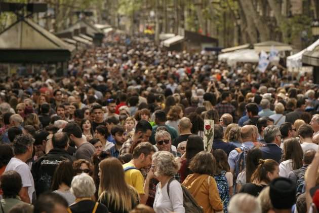 Sant Jordi Rambla rosa - Sergi Alcazar