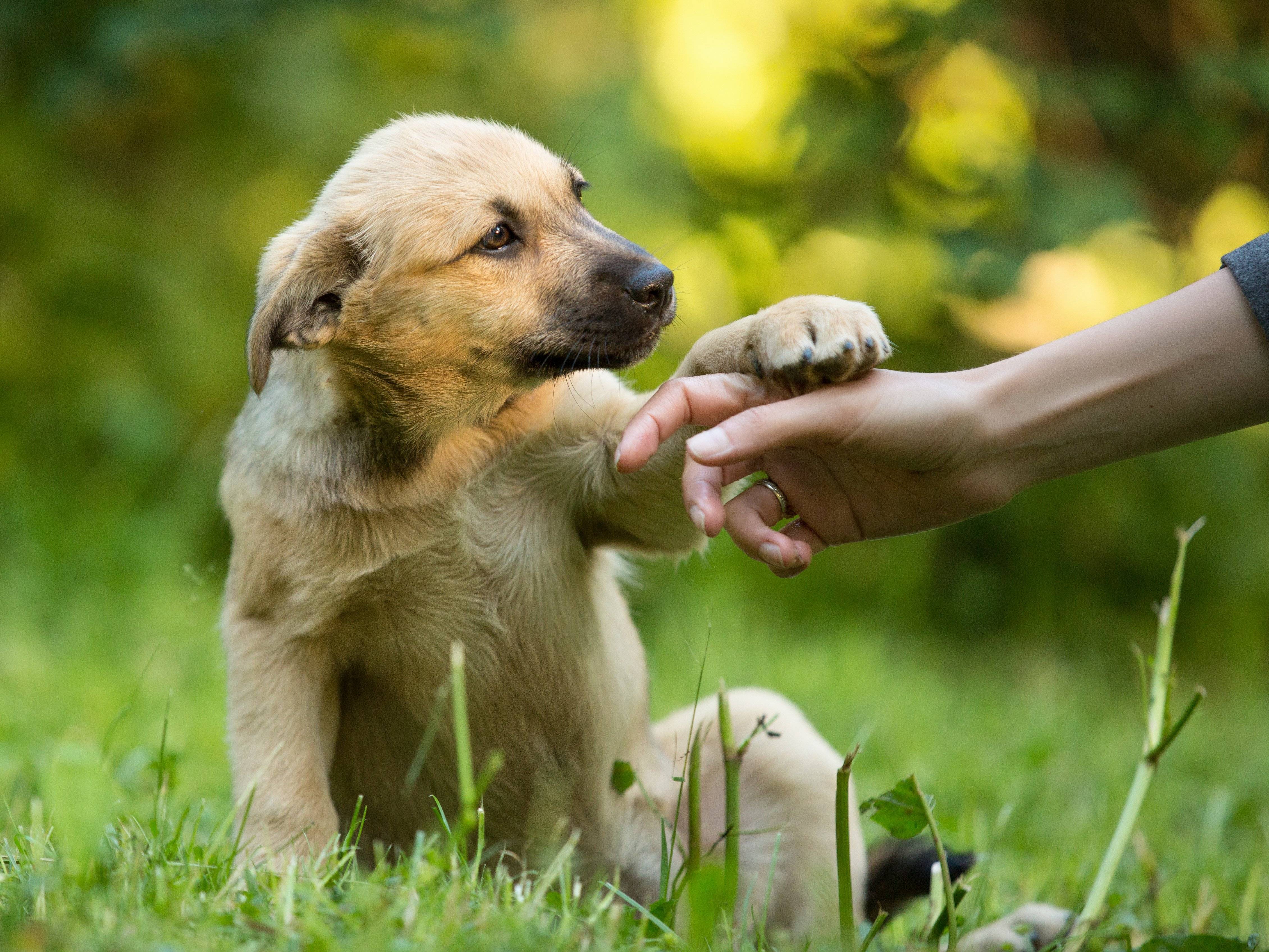 El 88% de los dueños de perros hará un regalo a su mascota estas Navidades