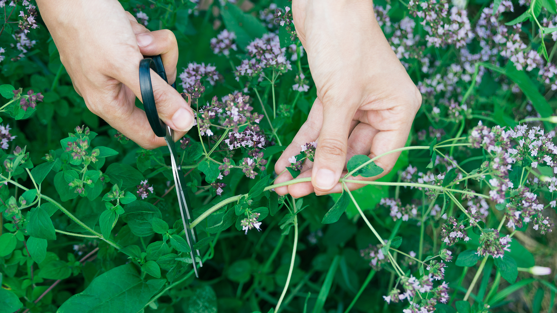 Cómo plantar orégano y tener siempre a mano un aderezo maravilloso