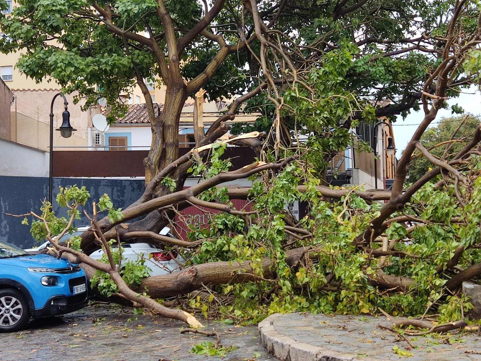 Cau un altre arbre al barri del Clot de Barcelona i obliga a tancar l'àrea de jocs infantils