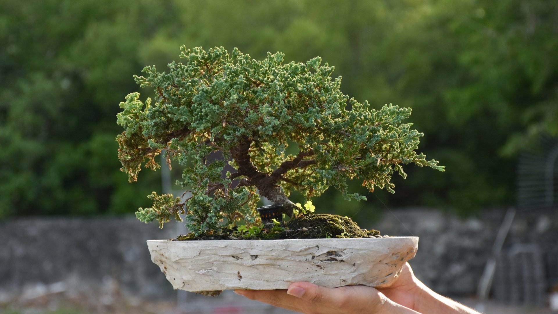 Com cuidar un bonsai: els 6 errors més comuns (i fatals!)
