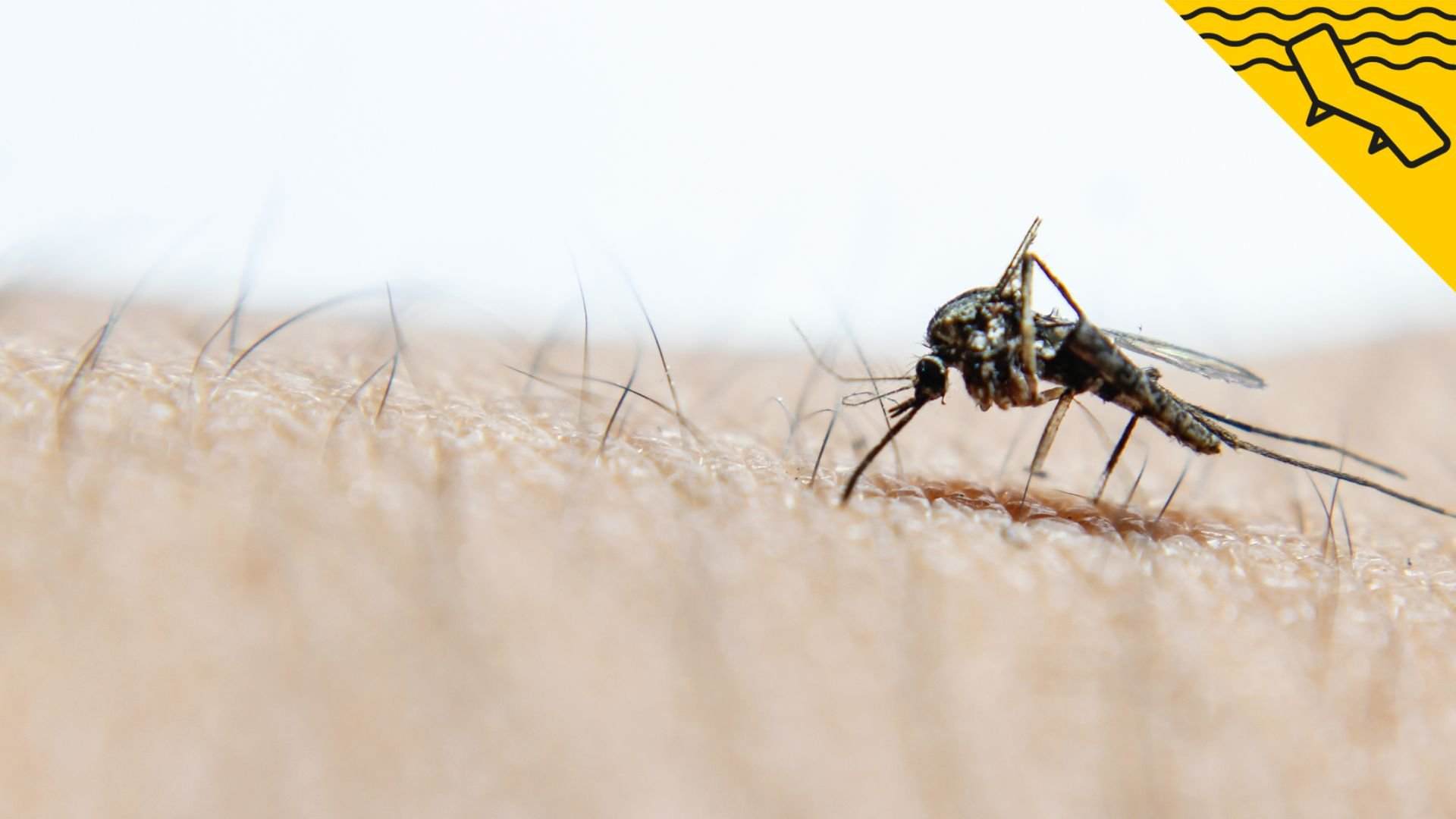 5 objetos que te ayudarán a evitar los mosquitos: no hará falta que te embadurnes de repelente