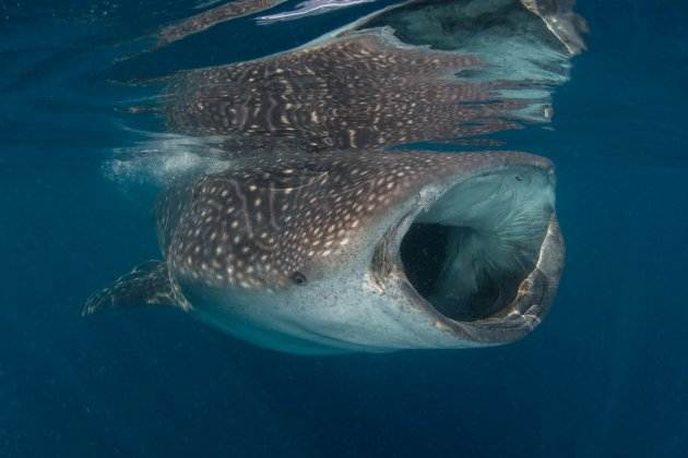 animal mas bonito en peligro de extincion   tiburon ballena 3