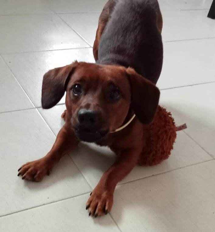 Siete de cada diez dueños de perros dicen que su mascota es su mejor amigo
