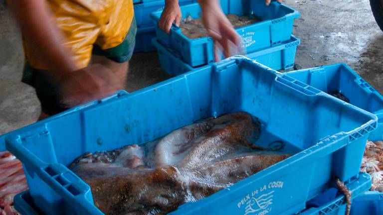 En septiembre, los pescadores del Ebro podrán volver a pescar pulpo de roca