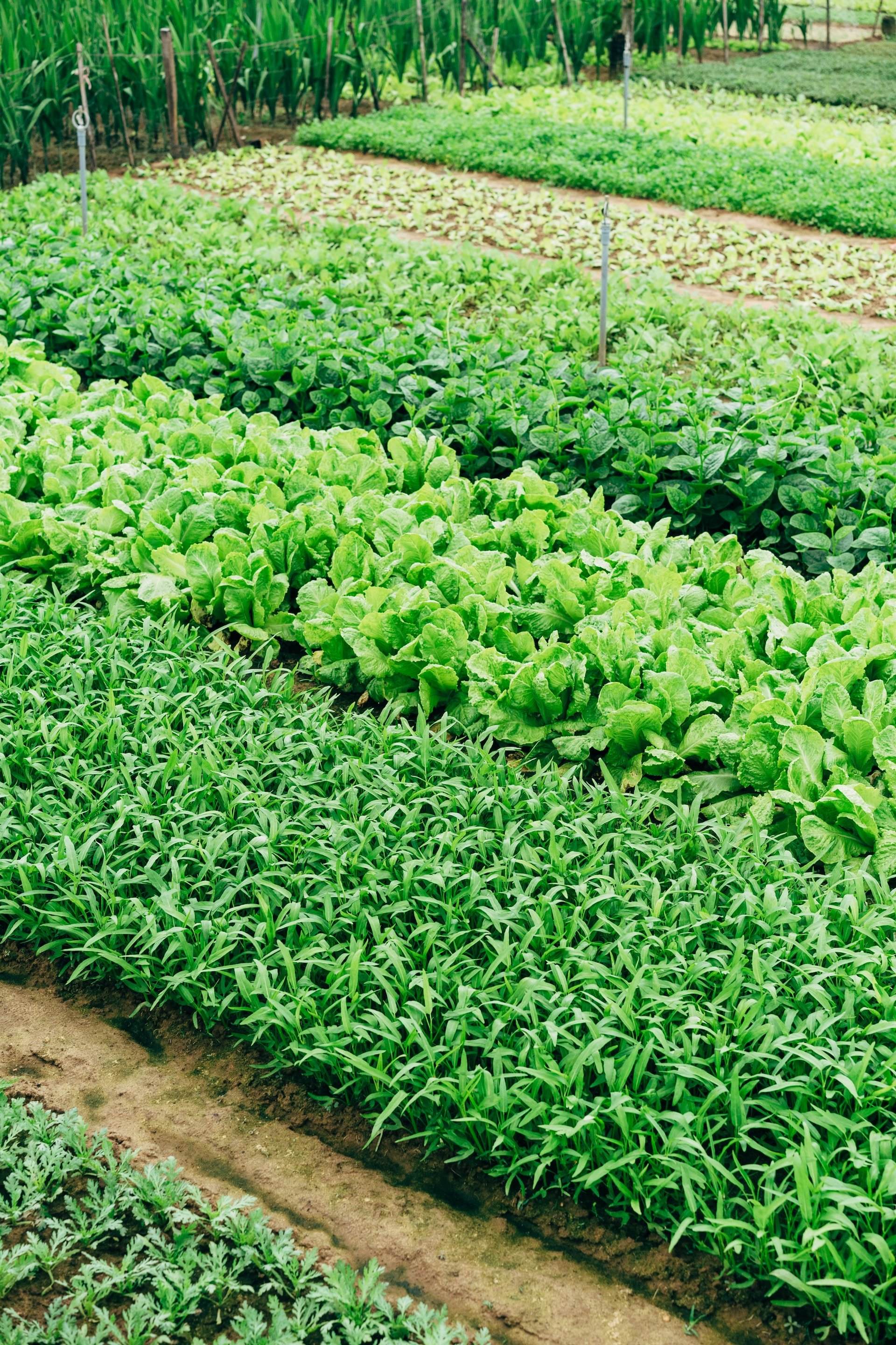 Setembre: aquests són els aliments que pots plantar aquest mes