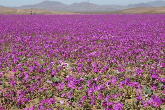 meravelles del món atacama florit meravelles del món atacama florit