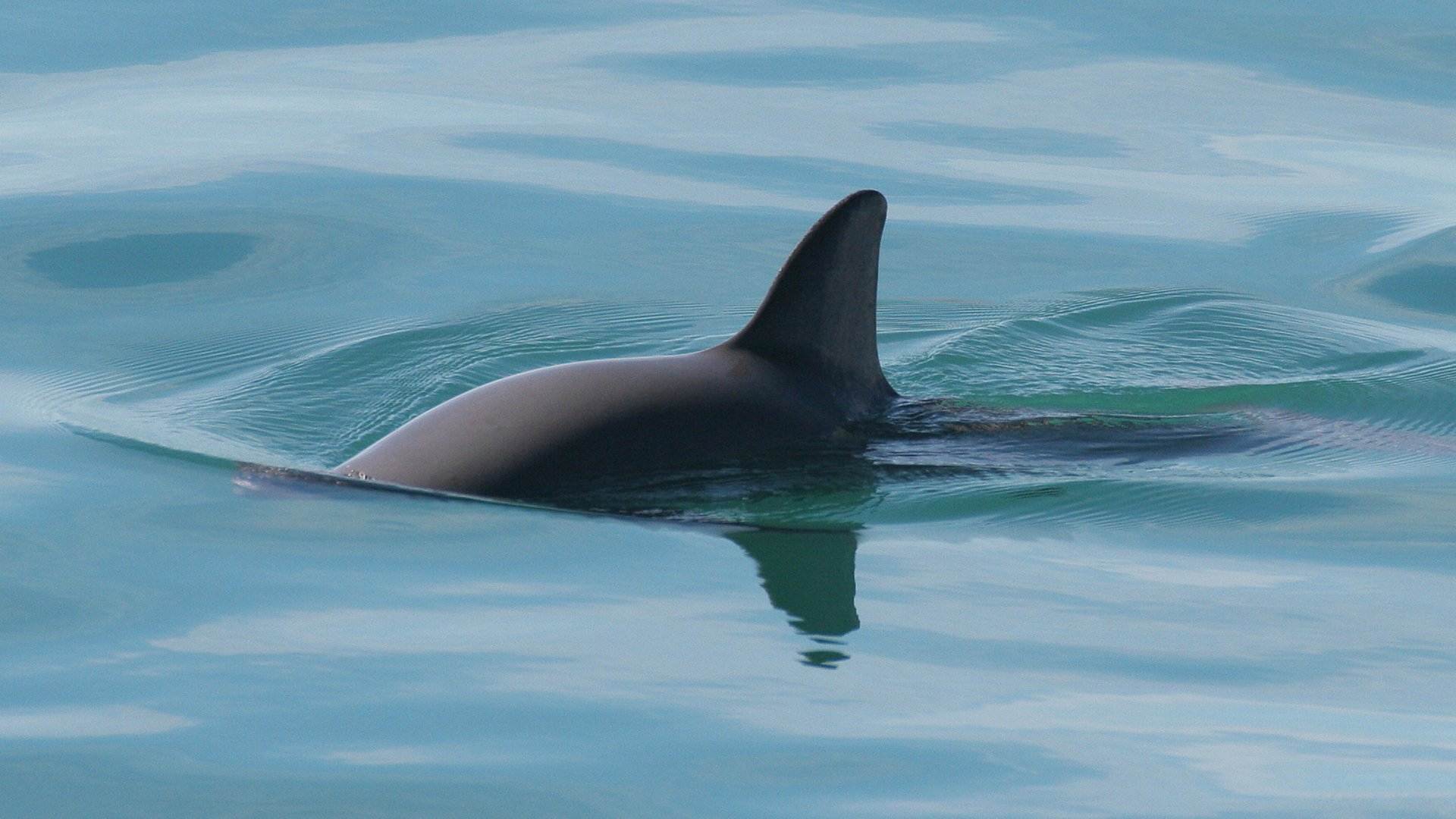 Solo quedan diez ejemplares vivos de este animal en todo el mundo, su extinción es inminente